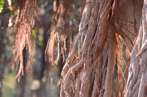 tree brown nature