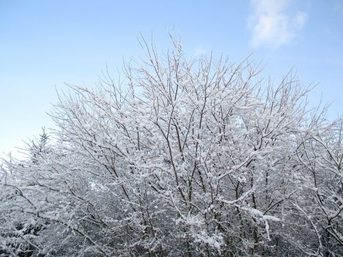 tree sky snow