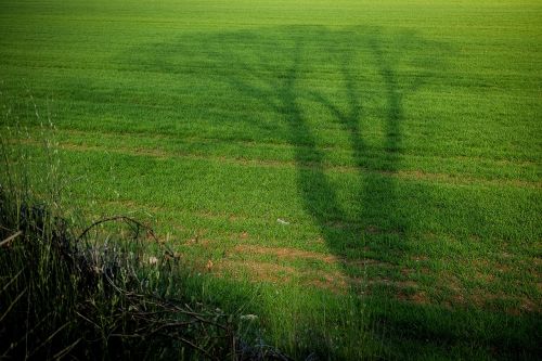 tree shadow green