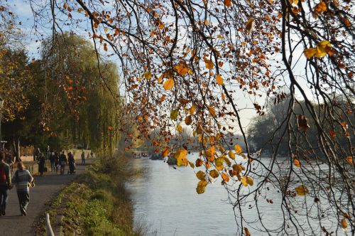tree river autumn