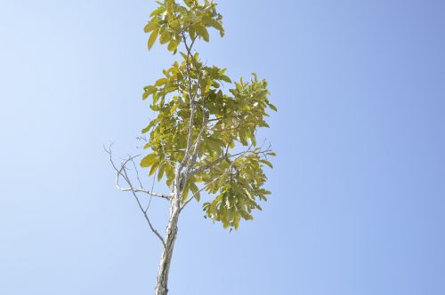 tree sky