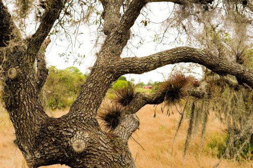 tree nature landscape