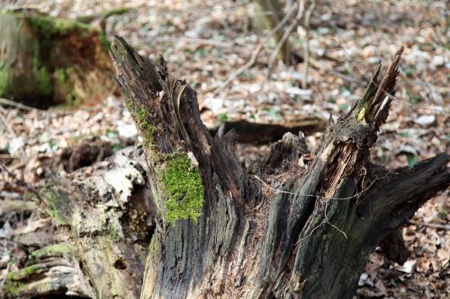 tree root moss