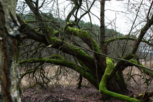 tree old moss