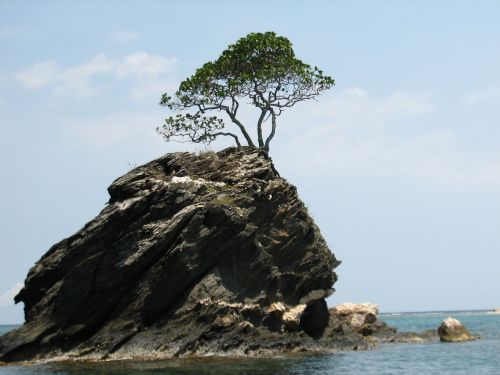 tree alone rock
