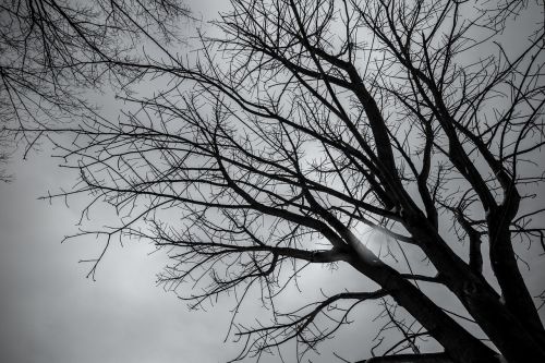 tree winter japan