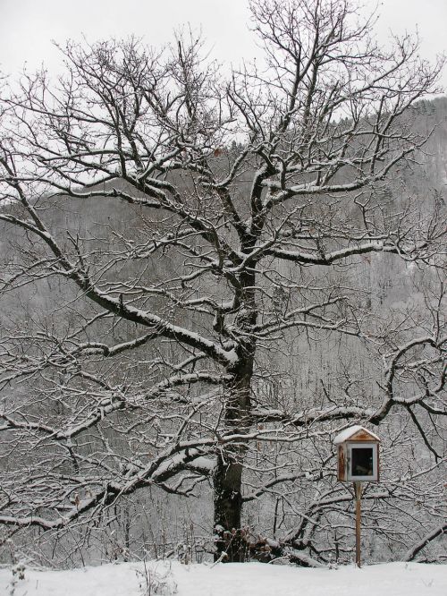 tree winter snow