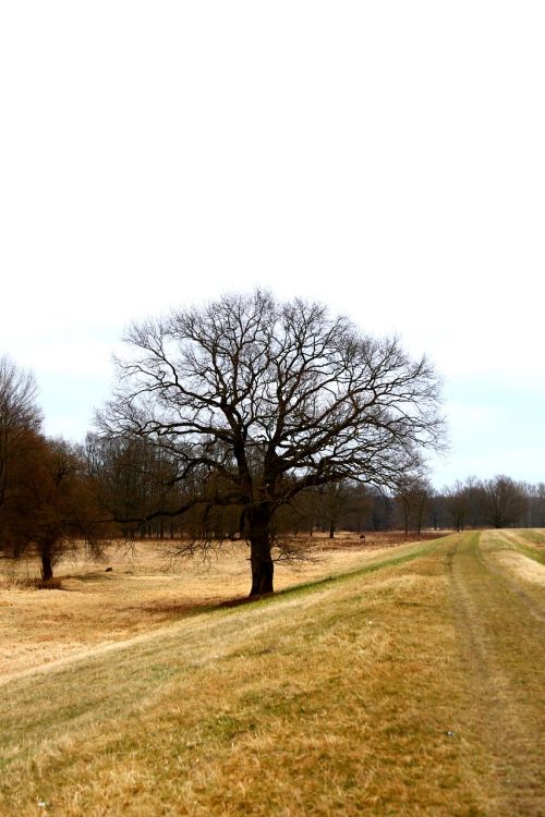 tree field landscape