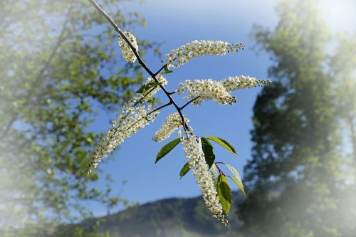 tree bush nature