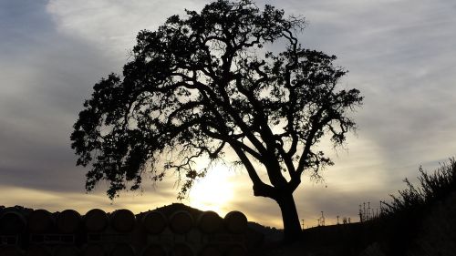 tree sunset landscape