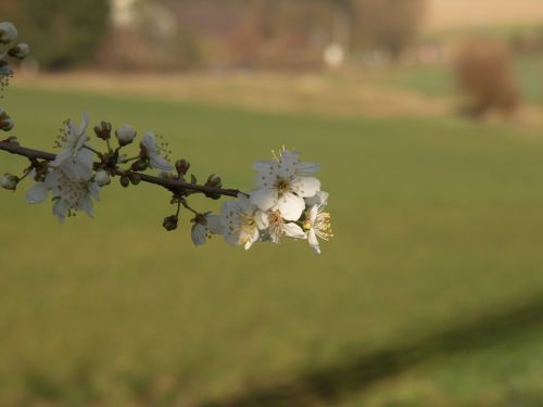 tree nature spring