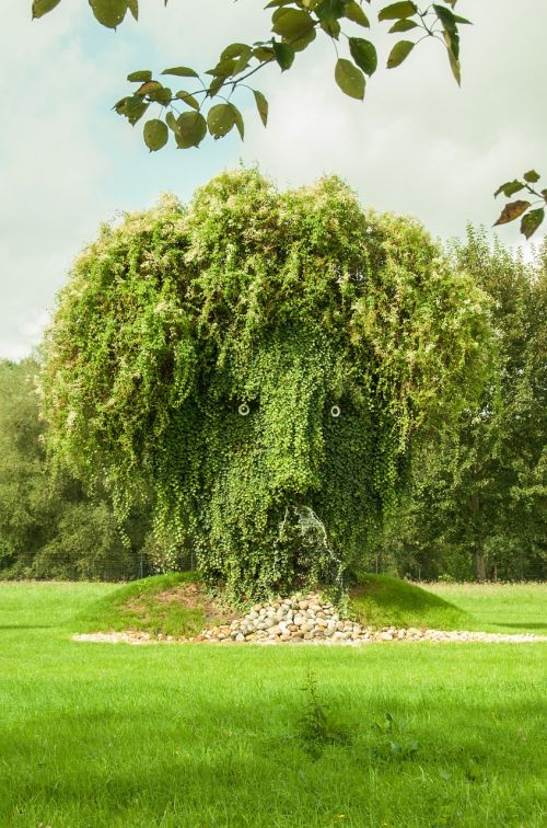 tree plant face