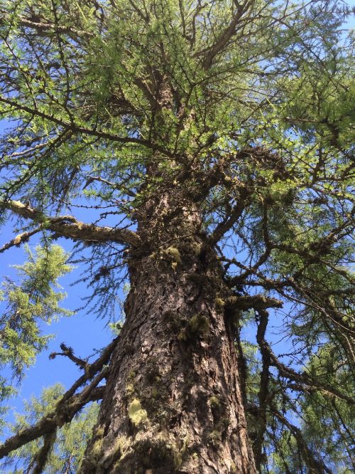 tree plant nature