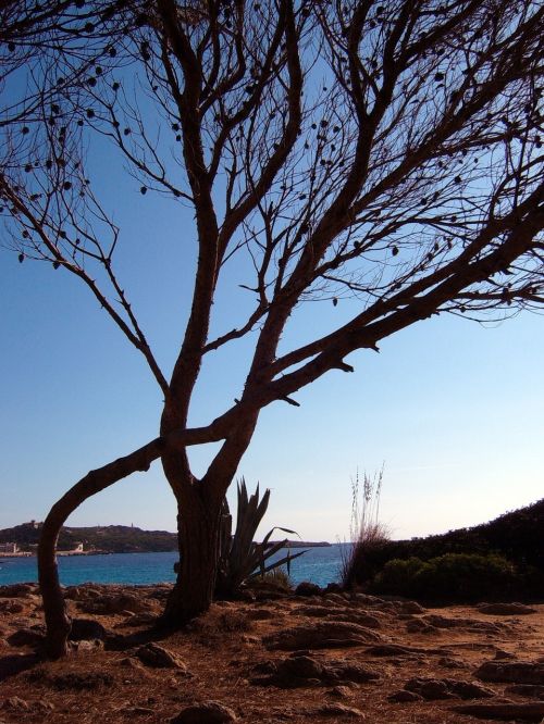 tree water sky