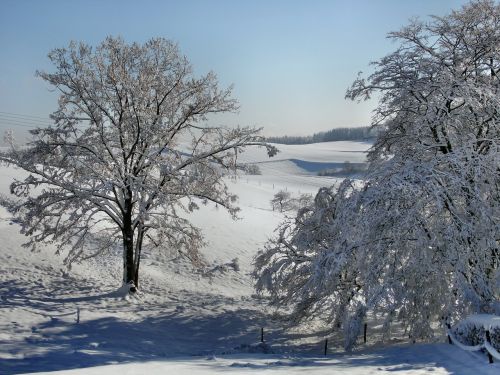 tree snowy nature