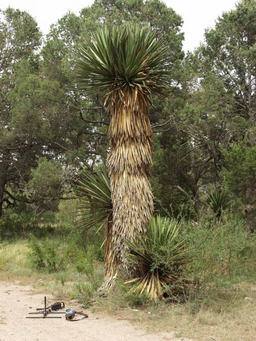 tree nature palma