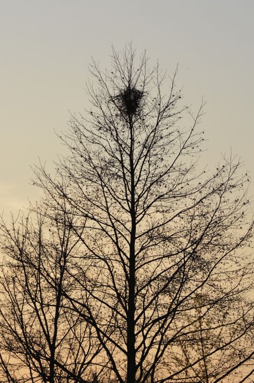 tree nest nature