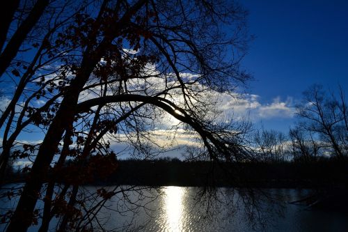 tree lake mirroring