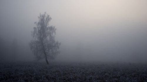 tree fog landscape