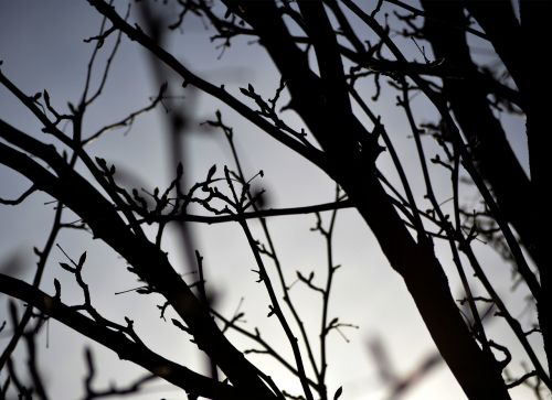 tree branches silhouette