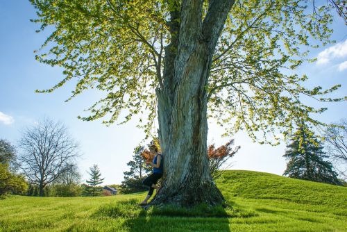 tree meadown park