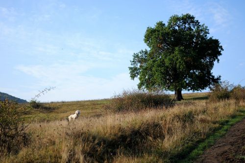 tree meadow dog