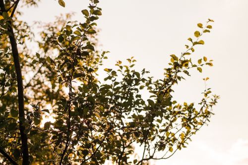 tree leaves sky