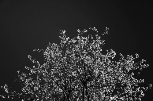 tree blossoms black and white