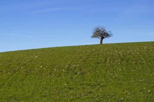 tree landscape lonely