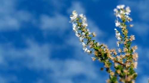 tree plum blossom sky