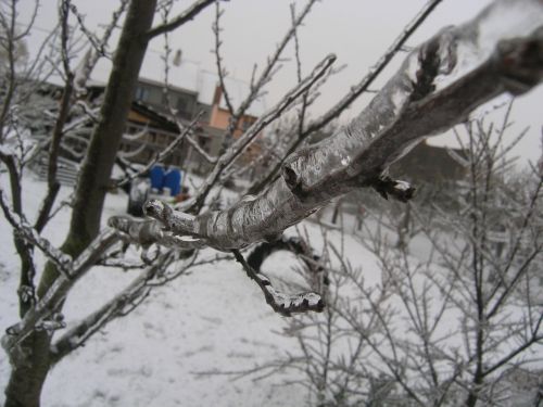 tree snowy january
