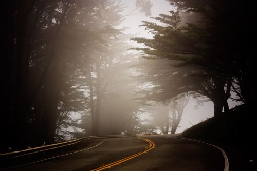 tree fog coast