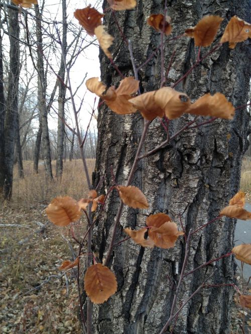 tree trunk fall