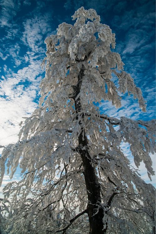 tree snow frost