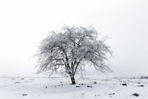 tree winter snow