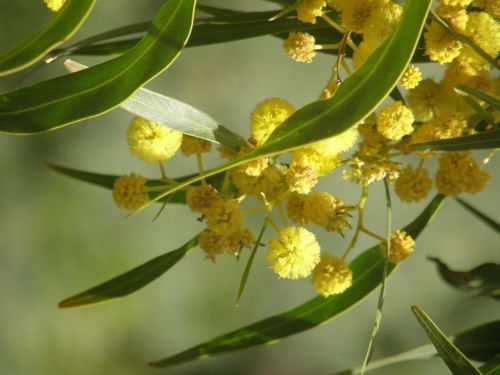 tree flowers flora