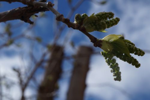 tree spring green