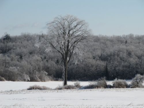 tree elm snow