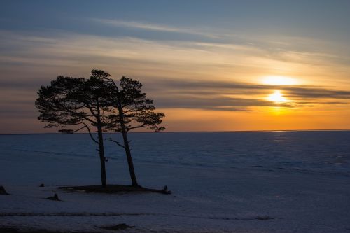 tree trees sunset