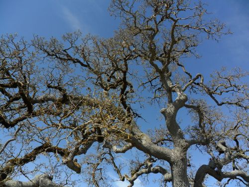 tree gnarled branches