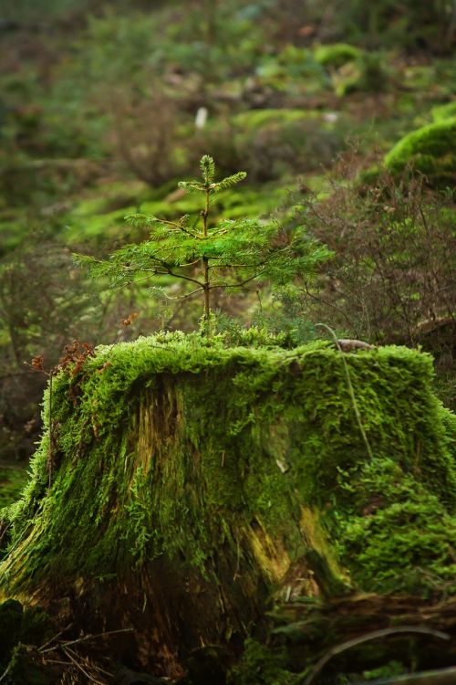 tree forest fir
