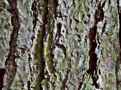 tree bark log