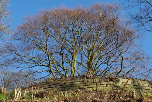 tree nature landscape