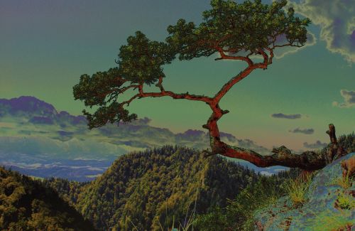 tree tree mountain pine