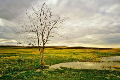 tree landscape field