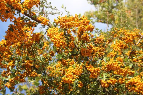 tree flowers blooming