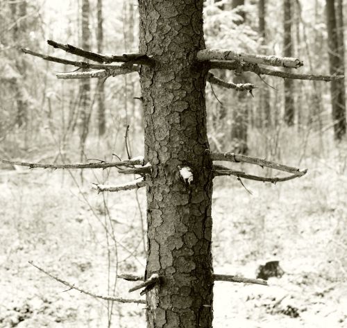 tree waldsterben ecological balance