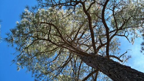 tree nature sky