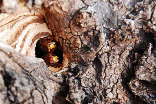 tree hole hornet