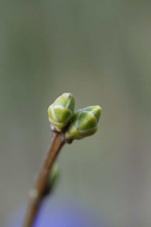 tree bud spring